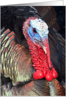 Portrait of a Colorful Turkey Happy Thanksgiving card