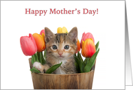 Calico Tabby Kitten peeking out of a Bucket of Tulips Mother’s Day card