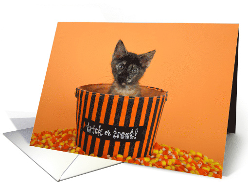 Tortie Kitten Peeking Out of a Candy Bucket Happy Halloween card