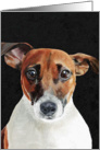 Jack Russell card