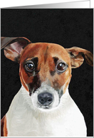 Jack Russell card