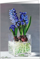 Hyacinths in Glass...