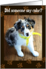 Birthday - Did Someone Say Cake? Australian Shepherd Puppy -Bandana card