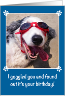 Birthday - I Goggled You - Australian Shepherd - Dog card