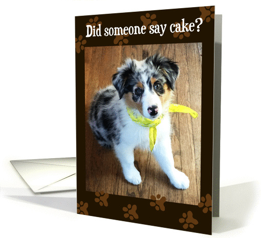Birthday - Did Someone Say Cake? Australian Shepherd... (1445226)