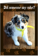 Birthday - Did Someone Say Cake? Australian Shepherd Puppy -Bandana card