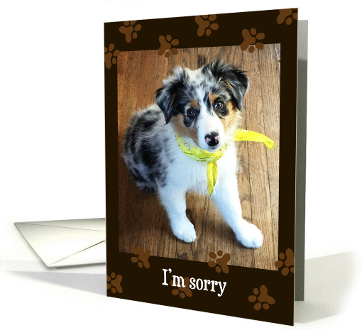 Apology - I'm Sorry - Australian Shepherd Puppy card (1450104)