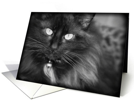Cat Sympathy, Condolences card (1452414)