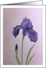 Happy Birthday - Purple Iris Flower; Text Inside card