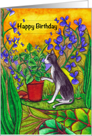 Happy Birthday Black and White Cat in Garden card