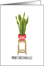Merry Christmas, Snake Plant, Sansevieria, Mother In Law’s Tongue card