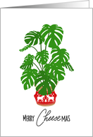 Merry Cheesemas, Swiss Cheese Plant, Monstera Deliciosa, Plant card