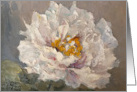 White Rose for Birthday card