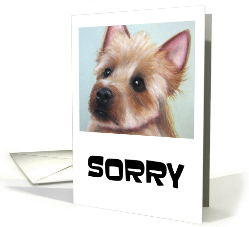 Sorry With A Cute Sad Eyed Terrier Dog card (1463692)