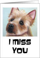 I Miss You With A Cute Sad Eyed Terrier Dog card