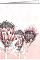 Protea Flower Ink Fine Art Drawing Blank Any Occassion card