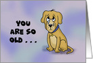 Humorous Birthday Card You Are So Old In Dog Years card