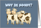 Humorous Friendship With Cartoon Cows Why Be Moody? card