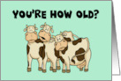 Humorous Birthday With Cartoon Cows You’re How Old Holy Cow card