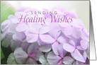 Healing Wishes with Soft Pink Hydrangea card