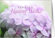 Healing Wishes with...