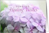 Healing Wishes with Soft Pink Hydrangea card
