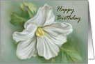 White Begonia Flower Pastel Art Happy Birthday card