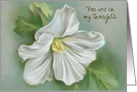 Custom Thinking of You White Begonia Flower Pastel Art card