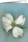 Dogwood Blossom White Spring Floral Pastel Artwork All Occasion Blank card