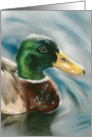 Any Occasion Mallard Duck on Water Pastel Bird Art Blank card