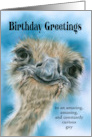 Birthday for Him Ostrich Curious Bird Art Custom card