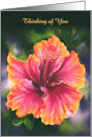 Thinking of You Hibiscus Colorful Tropical Flower Personalized card