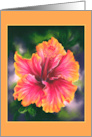 Any Occasion Hibiscus Colorful Tropical Flower Blank card
