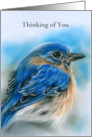 Thinking of You Bluebird in Winter Soft Pastel Bird Art Personalized card