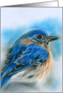 Any Occasion Bluebird in Winter Soft Pastel Bird Art Blank card