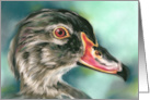 Any Occasion Wood Duck Bird Wildlife Art Blank card
