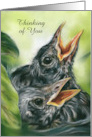 Thinking of You Robin Chicks in Nest Pastel Bird Art Custom card