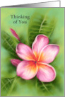 Thinking of You Frangipani Plumeria Tropical Flower Pastel Art Custom card