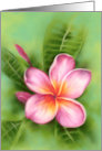 Any Occasion Frangipani Plumeria Tropical Flower Pastel Art Blank card