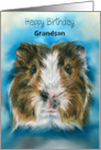 Birthday for Grandson Tricolor Guinea Pig on Blue Personalized card