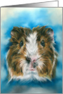 Any Occasion Tricolor Guinea Pig on Blue Blank card