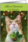 For Granddaughter Ginger Cat Holly Merry Christmas Personalized card