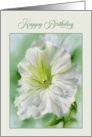 Happy Birthday White Petunia Flower Pastel card