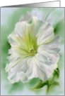 Any Occasion White Petunia Flower Pastel Art Blank card