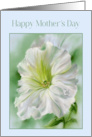 Happy Mothers Day White Petunia Flower card