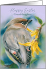 Granddaughter Easter Cedar Waxwing Bird with Forsythia Custom card