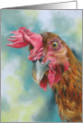 Any Occasion Funny Red Chicken Art Blank card