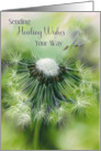 Sending Healing Wishes Dandelion Seeds Custom card