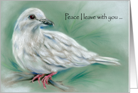 White Dove Pastel...