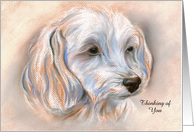 Custom Thinking of You Maltipoo Small White Dog Pastel Portrait card